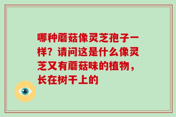 哪种蘑菇像灵芝孢子一样?请问这是什么像灵芝又有蘑菇味的植物,长在树干上的 哪种蘑菇像灵芝孢子一样?请问这是什么像灵芝又有蘑菇味的植物,长在树干上的