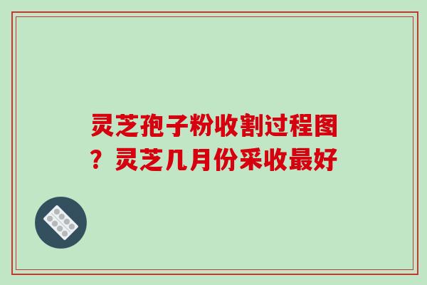 灵芝孢子粉收割过程图？灵芝几月份采收好