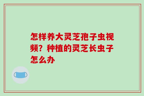 怎样养大灵芝孢子虫视频？种植的灵芝长虫子怎么办