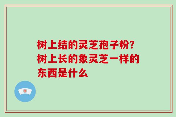 树上结的灵芝孢子粉?树上长的象灵芝一样的东西是什么 树上结的灵芝孢子粉?树上长的象灵芝一样的东西是什么