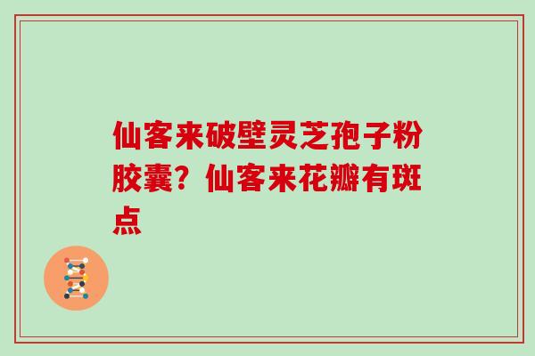 仙客来破壁灵芝孢子粉胶囊?仙客来花瓣有斑点 仙客来破壁灵芝孢子粉胶囊?仙客来花瓣有斑点