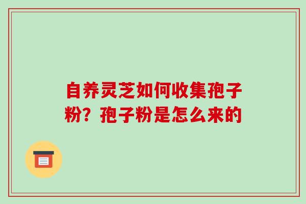 自养灵芝如何收集孢子粉？孢子粉是怎么来的