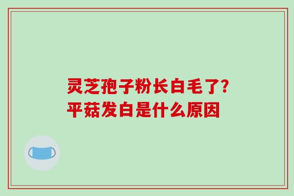 灵芝孢子粉长白毛了?平菇发白是什么原因 灵芝孢子粉长白毛了?平菇发白是什么原因