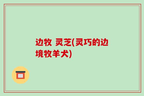 边牧 灵芝(灵巧的边境牧羊犬)