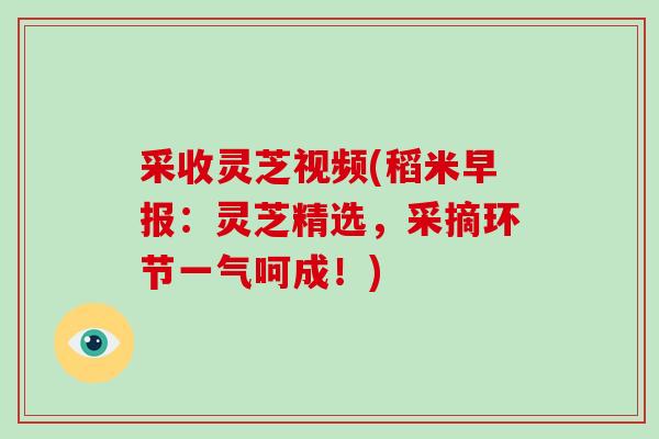 采收灵芝视频(稻米早报：灵芝精选，采摘环节一气呵成！)