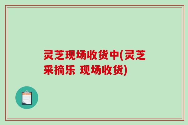 灵芝现场收货中(灵芝采摘乐 现场收货)