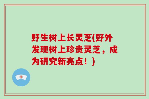 野生树上长灵芝(野外发现树上珍贵灵芝,成为研究新亮点!) 野生树上长灵芝(野外发现树上珍贵灵芝,成为研究新亮点!)