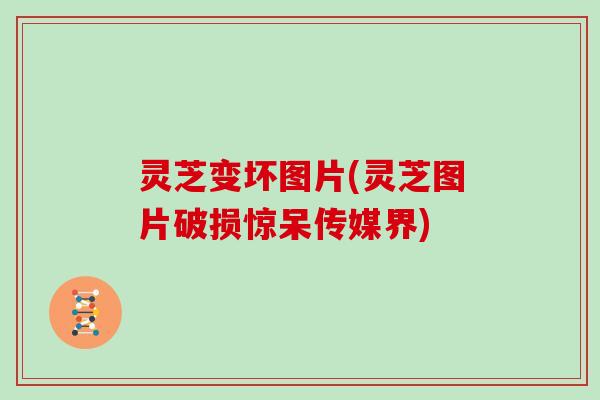 灵芝变坏图片(灵芝图片破损惊呆传媒界) 灵芝变坏图片(灵芝图片破损惊呆传媒界)