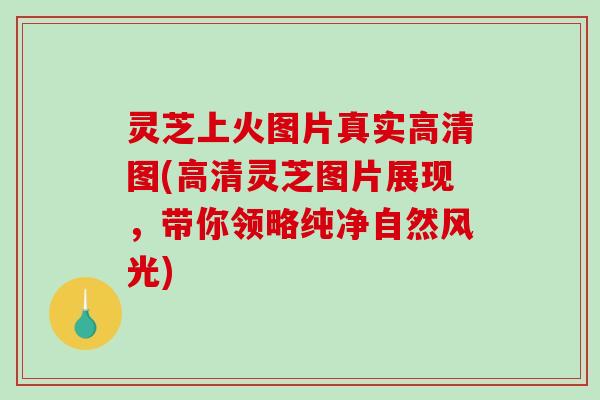 灵芝上火图片真实高清图(高清灵芝图片展现，带你领略纯净自然风光)