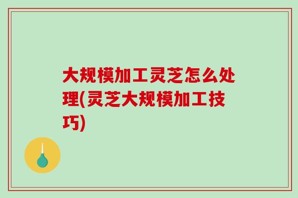 大规模加工灵芝怎么处理(灵芝大规模加工技巧)