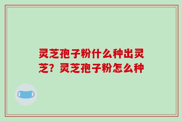 灵芝孢子粉什么种出灵芝？灵芝孢子粉怎么种