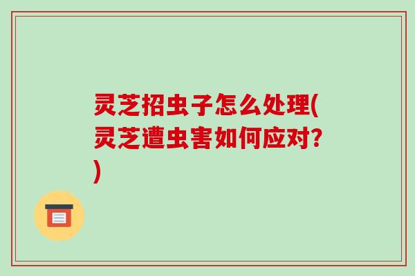 灵芝招虫子怎么处理(灵芝遭虫害如何应对?) 灵芝招虫子怎么处理(灵芝遭虫害如何应对?)
