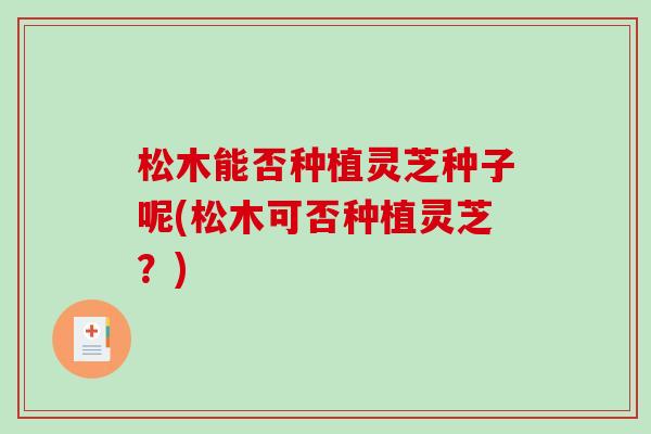 松木能否种植灵芝种子呢(松木可否种植灵芝？)