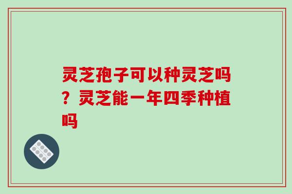 灵芝孢子可以种灵芝吗？灵芝能一年四季种植吗