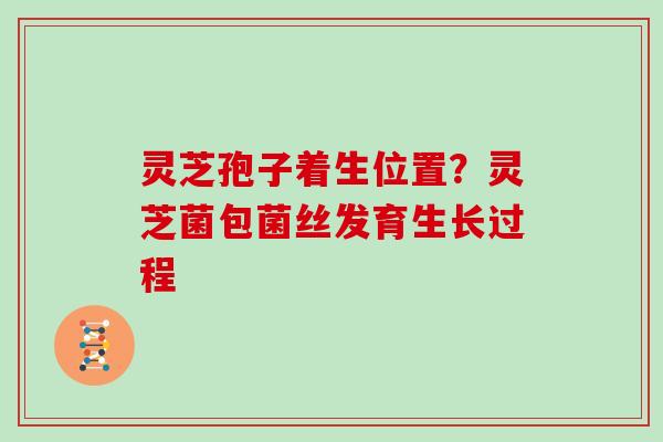 灵芝孢子着生位置？灵芝菌包菌丝发育生长过程