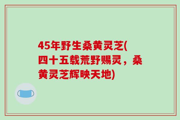 45年野生桑黄灵芝(四十五载荒野赐灵，桑黄灵芝辉映天地)