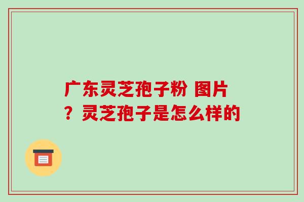 广东灵芝孢子粉 图片？灵芝孢子是怎么样的