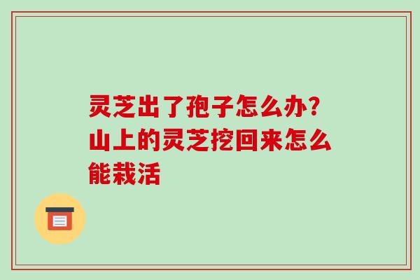 灵芝出了孢子怎么办?山上的灵芝挖回来怎么能栽活 灵芝出了孢子怎么办?山上的灵芝挖回来怎么能栽活