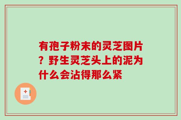 有孢子粉末的灵芝图片？野生灵芝头上的泥为什么会沾得那么紧