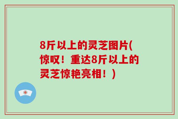 8斤以上的灵芝图片(惊叹!重达8斤以上的灵芝惊艳亮相!) 8斤以上的灵芝图片(惊叹!重达8斤以上的灵芝惊艳亮相!)