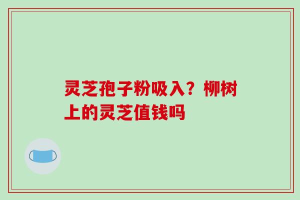 灵芝孢子粉吸入？柳树上的灵芝值钱吗