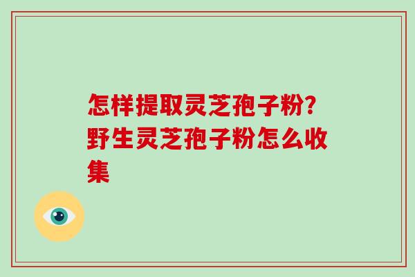 怎样提取灵芝孢子粉？野生灵芝孢子粉怎么收集