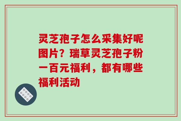 灵芝孢子怎么采集好呢图片?瑞草灵芝孢子粉一百元福利,都有哪些福利活动 灵芝孢子怎么采集好呢图片?瑞草灵芝孢子粉一百元福利,都有哪些福利活动
