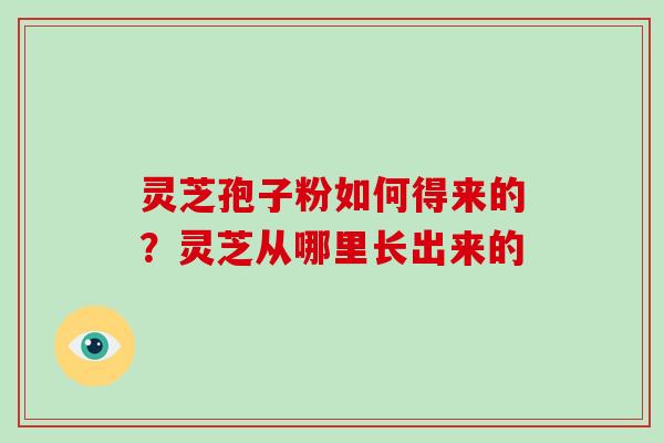 灵芝孢子粉如何得来的?灵芝从哪里长出来的 灵芝孢子粉如何得来的?灵芝从哪里长出来的