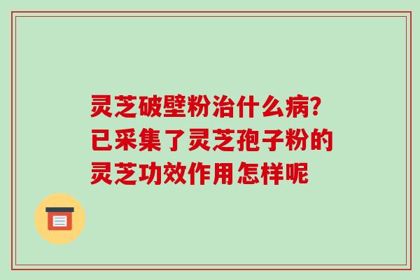 灵芝破壁粉什么？已采集了灵芝孢子粉的灵芝功效作用怎样呢