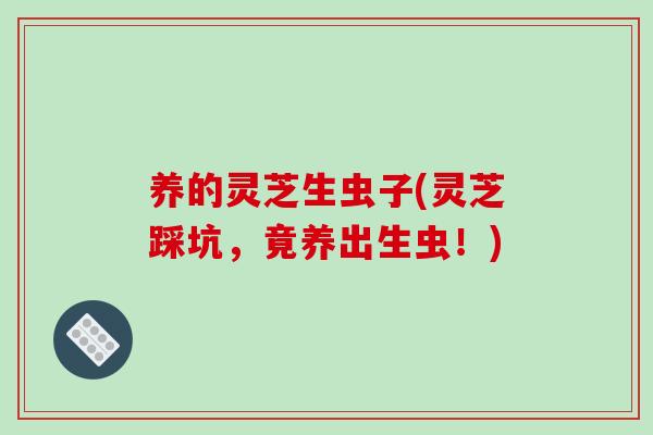 养的灵芝生虫子(灵芝踩坑,竟养出生虫!) 养的灵芝生虫子(灵芝踩坑,竟养出生虫!)