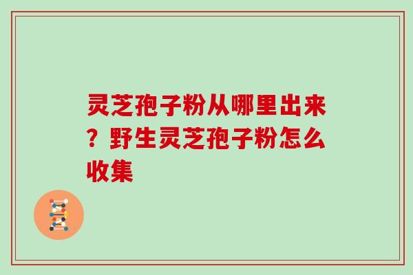 灵芝孢子粉从哪里出来?野生灵芝孢子粉怎么收集 灵芝孢子粉从哪里出来?野生灵芝孢子粉怎么收集