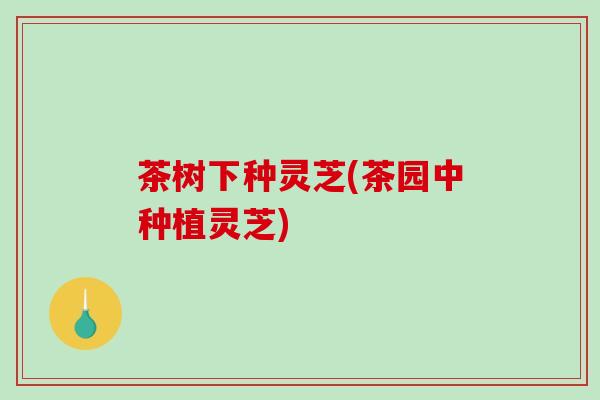 茶树下种灵芝(茶园中种植灵芝)