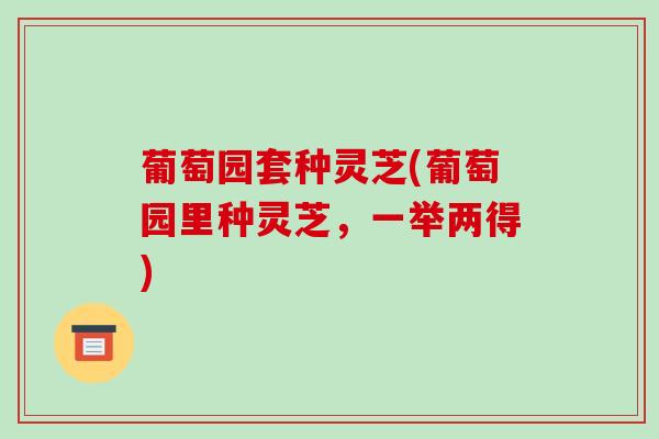 葡萄园套种灵芝(葡萄园里种灵芝，一举两得)
