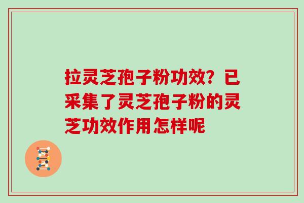 拉灵芝孢子粉功效？已采集了灵芝孢子粉的灵芝功效作用怎样呢