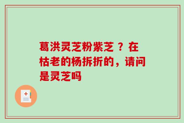 葛洪灵芝粉紫芝 ?在枯老的杨拆折的,请问是灵芝吗 葛洪灵芝粉紫芝 ?在枯老的杨拆折的,请问是灵芝吗