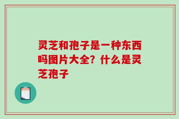 灵芝和孢子是一种东西吗图片大全？什么是灵芝孢子