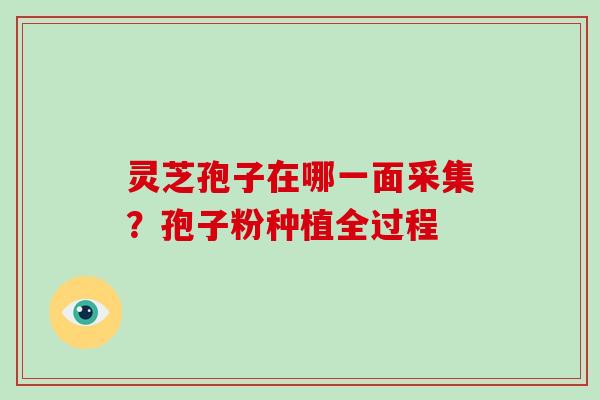 灵芝孢子在哪一面采集？孢子粉种植全过程