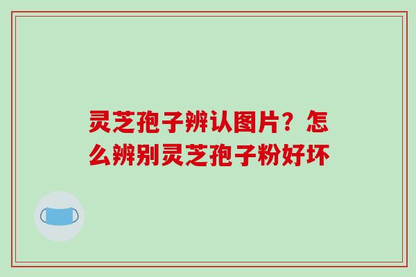 灵芝孢子辨认图片？怎么辨别灵芝孢子粉好坏