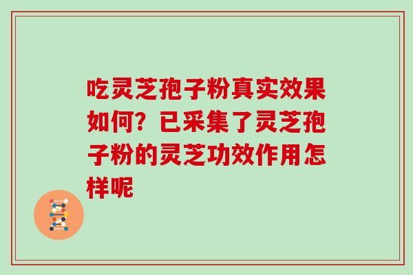 吃灵芝孢子粉真实效果如何？已采集了灵芝孢子粉的灵芝功效作用怎样呢