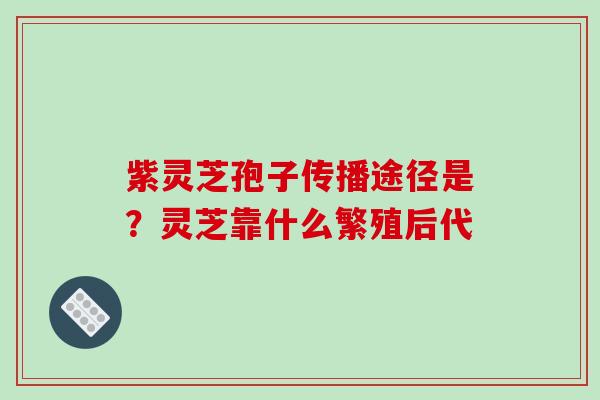 紫灵芝孢子传播途径是?灵芝靠什么繁殖后代 紫灵芝孢子传播途径是?灵芝靠什么繁殖后代