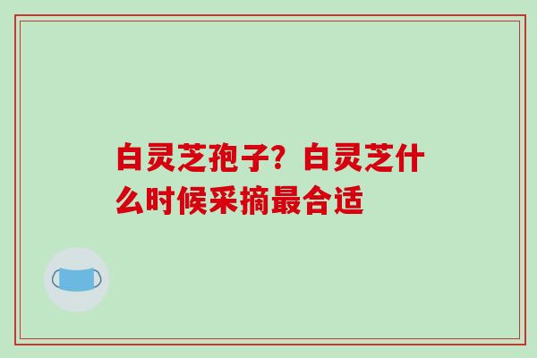 白灵芝孢子？白灵芝什么时候采摘最合适