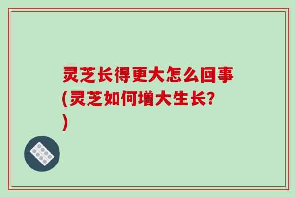 灵芝长得更大怎么回事(灵芝如何增大生长?) 灵芝长得更大怎么回事(灵芝如何增大生长?)