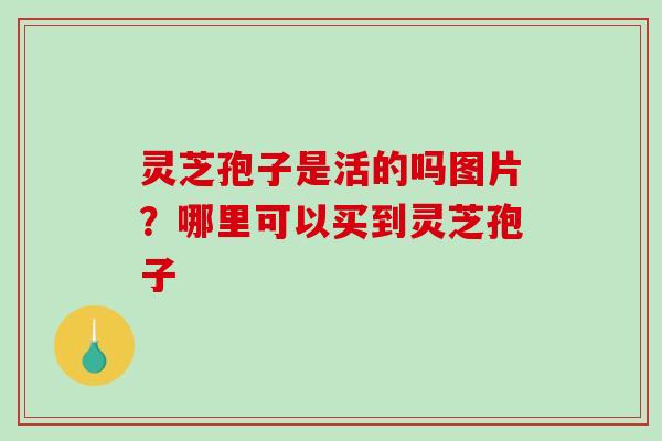灵芝孢子是活的吗图片？哪里可以买到灵芝孢子
