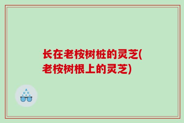 长在老桉树桩的灵芝(老桉树根上的灵芝)