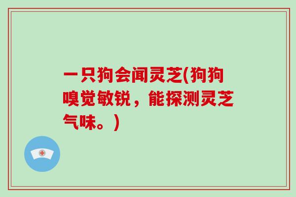 一只狗会闻灵芝(狗狗嗅觉敏锐,能探测灵芝气味。) 一只狗会闻灵芝(狗狗嗅觉敏锐,能探测灵芝气味。)