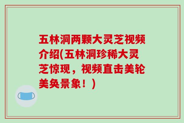 五林洞两颗大灵芝视频介绍(五林洞珍稀大灵芝惊现,视频直击美轮美奂景象!) 五林洞两颗大灵芝视频介绍(五林洞珍稀大灵芝惊现,视频直击美轮美奂景象!)