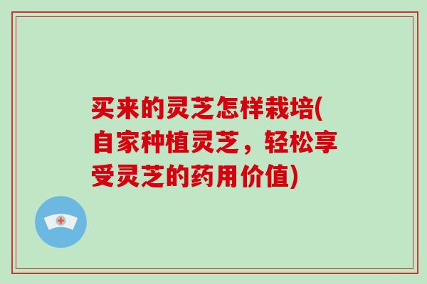 买来的灵芝怎样栽培(自家种植灵芝，轻松享受灵芝的药用价值)