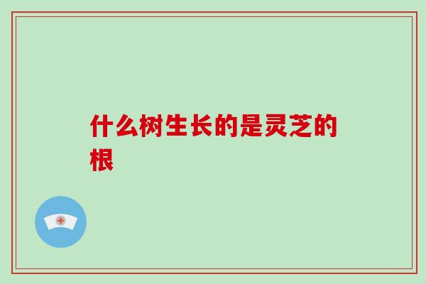 什么树生长的是灵芝的根