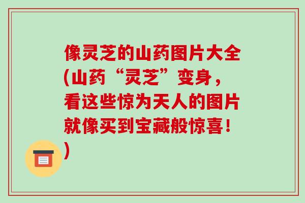 像灵芝的山药图片大全(山药“灵芝”变身,看这些惊为天人的图片就像买到宝藏般惊喜!) 像灵芝的山药图片大全(山药“灵芝”变身,看这些惊为天人的图片就像买到宝藏般惊喜!)