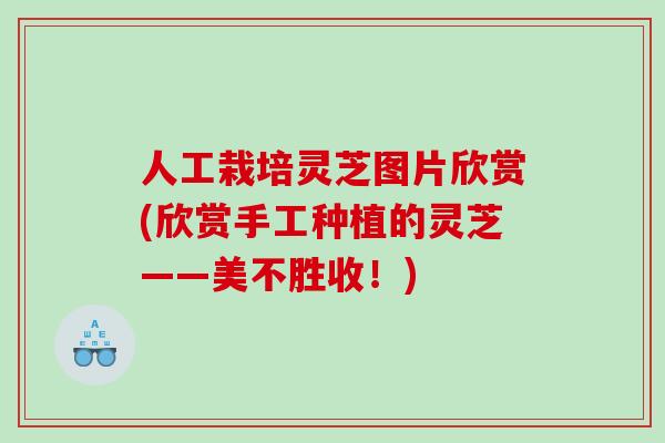 人工栽培灵芝图片欣赏(欣赏手工种植的灵芝——美不胜收!) 人工栽培灵芝图片欣赏(欣赏手工种植的灵芝——美不胜收!)
